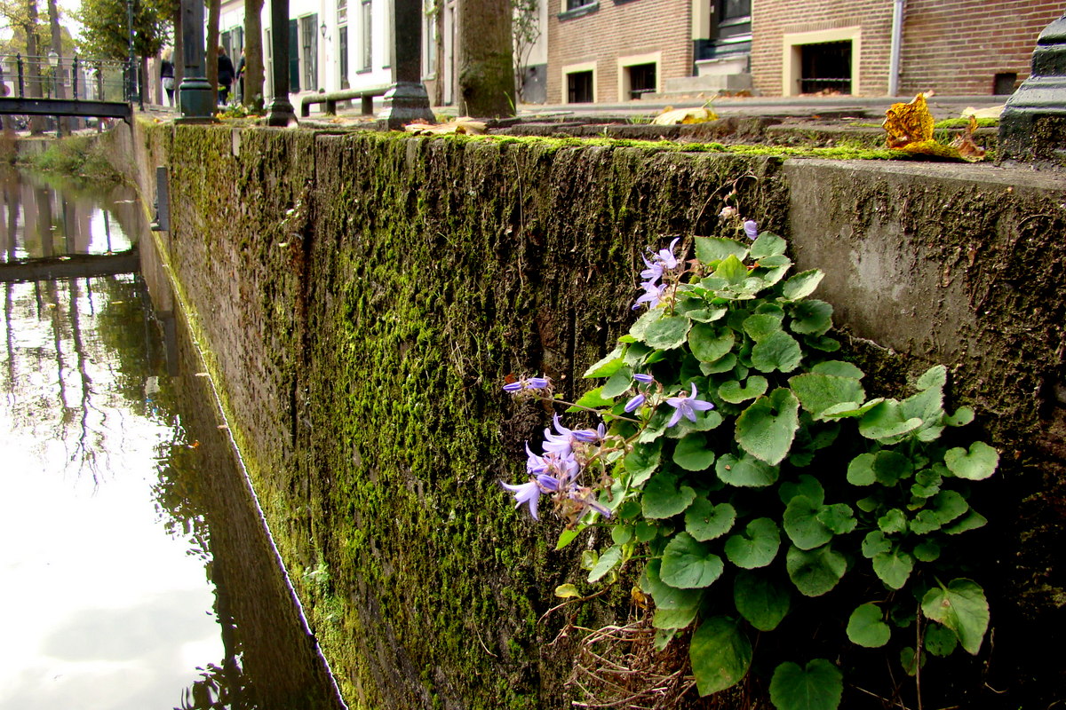 Campanula poscharskyana (door Joop Verburg)