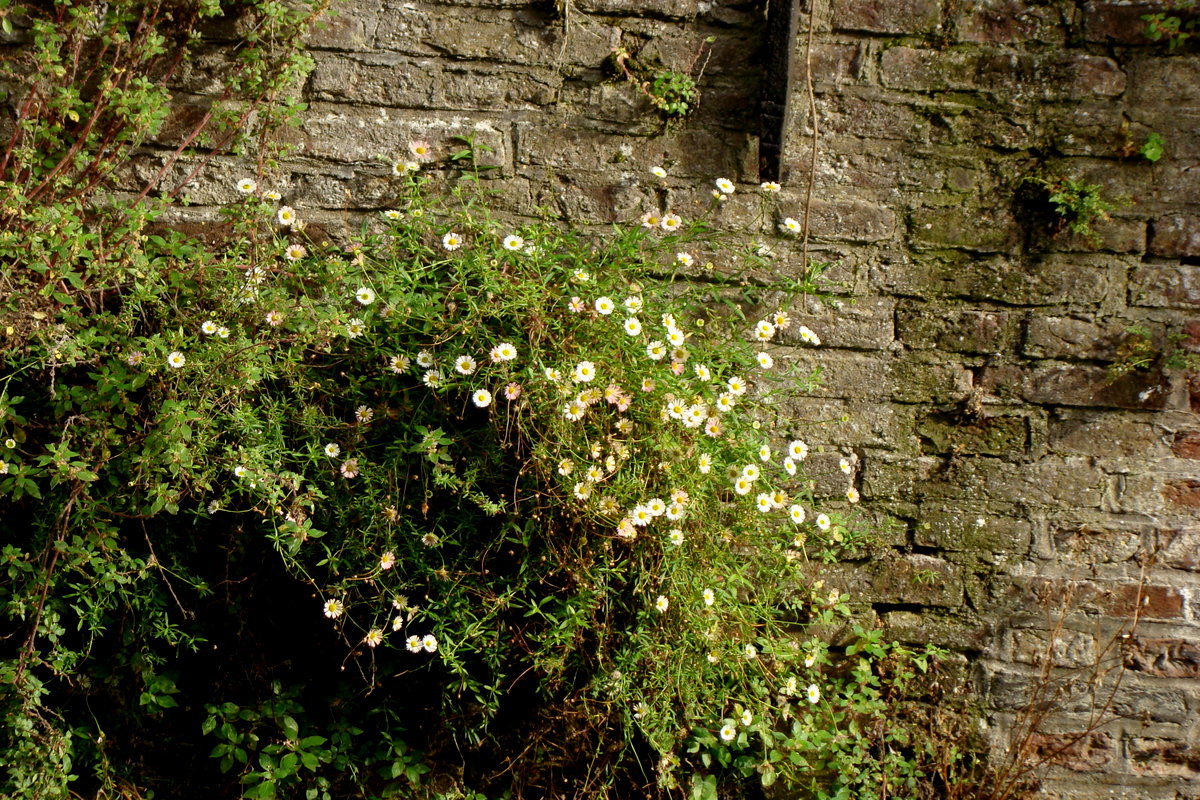 Erigeron karvinskianus (door Joop Verburg)