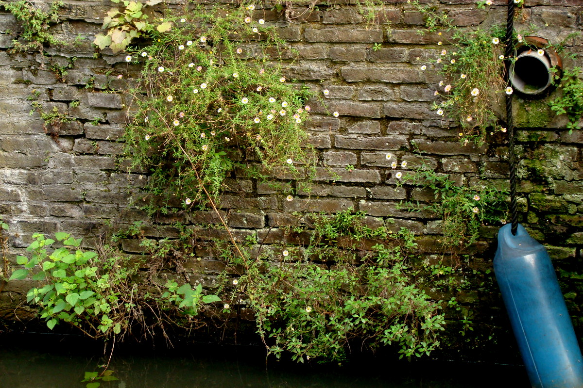 Erigeron karvinskianus (door Joop Verburg)