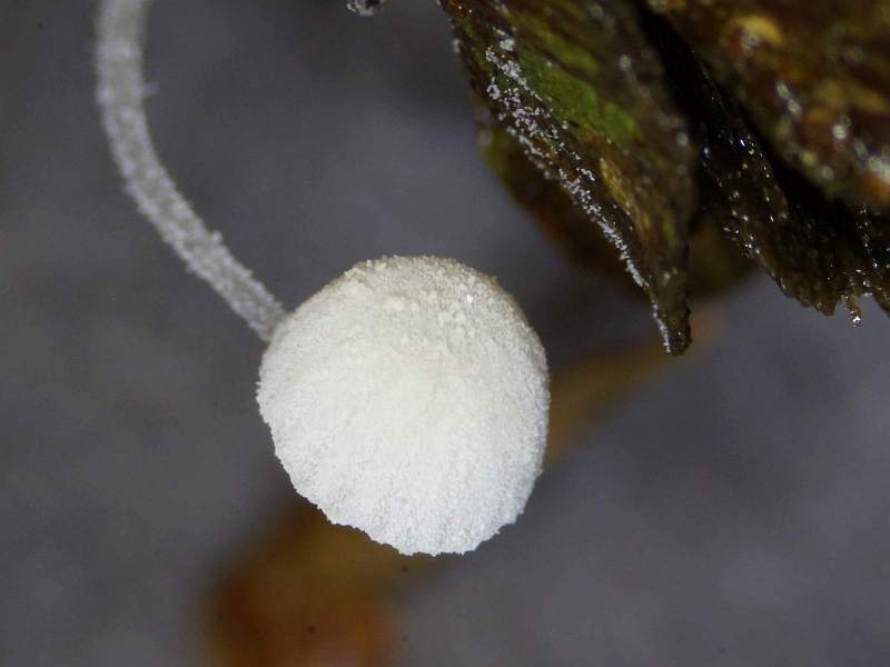 Mycena corynephora (door Marian Jagers)