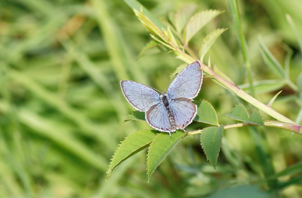 Cupido argiades (door Jelle Bakker)
