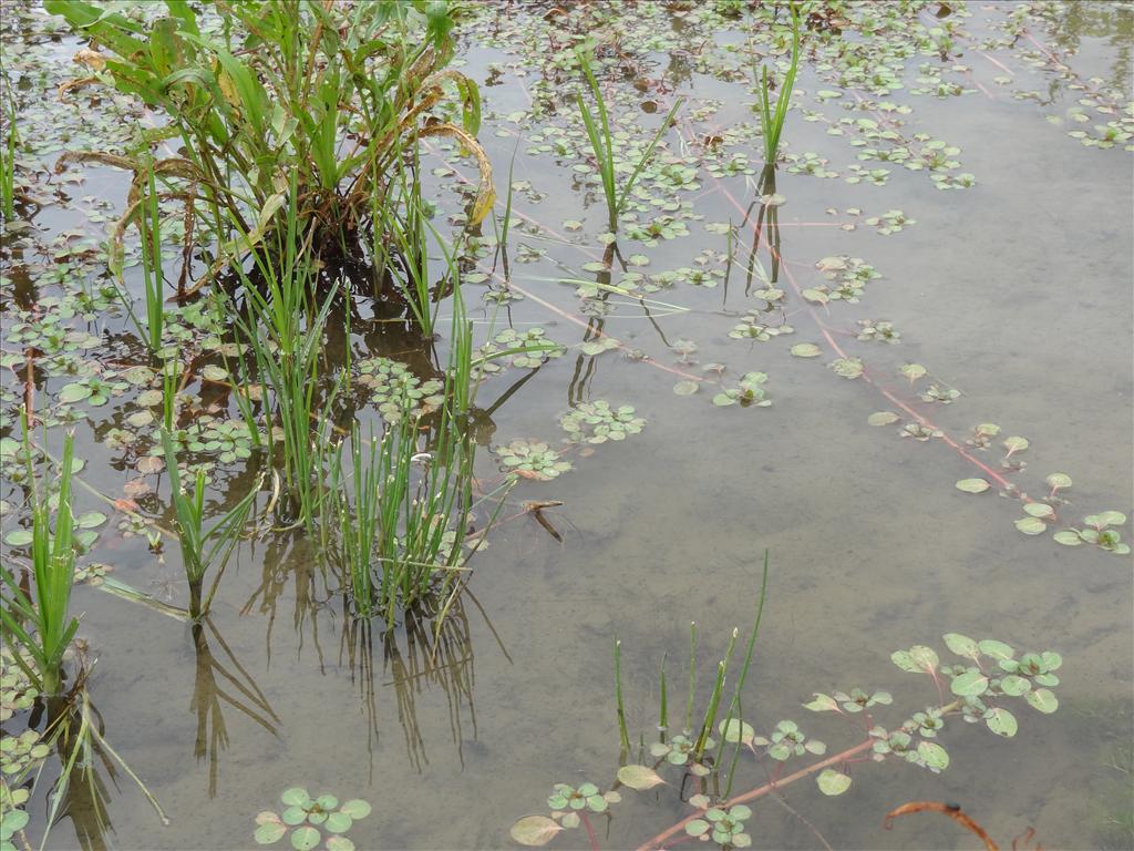 Ludwigia peploides subsp. montevidensis (door Wim van Vliet)