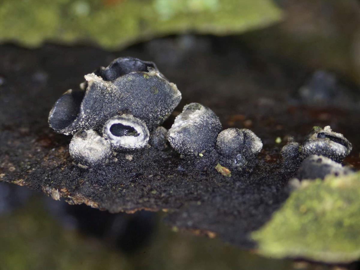 Sclerencoelia fraxinicola (door Marian Jagers)