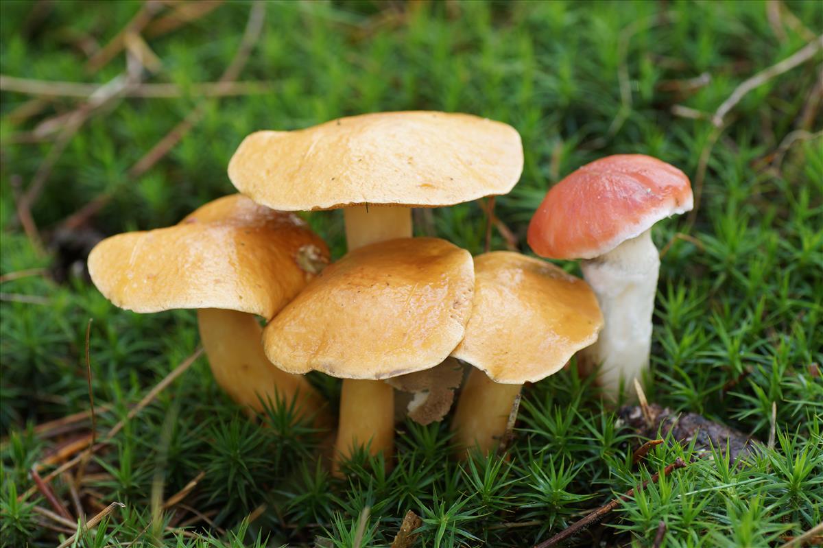 Gomphidius roseus (door Jelle Bakker)