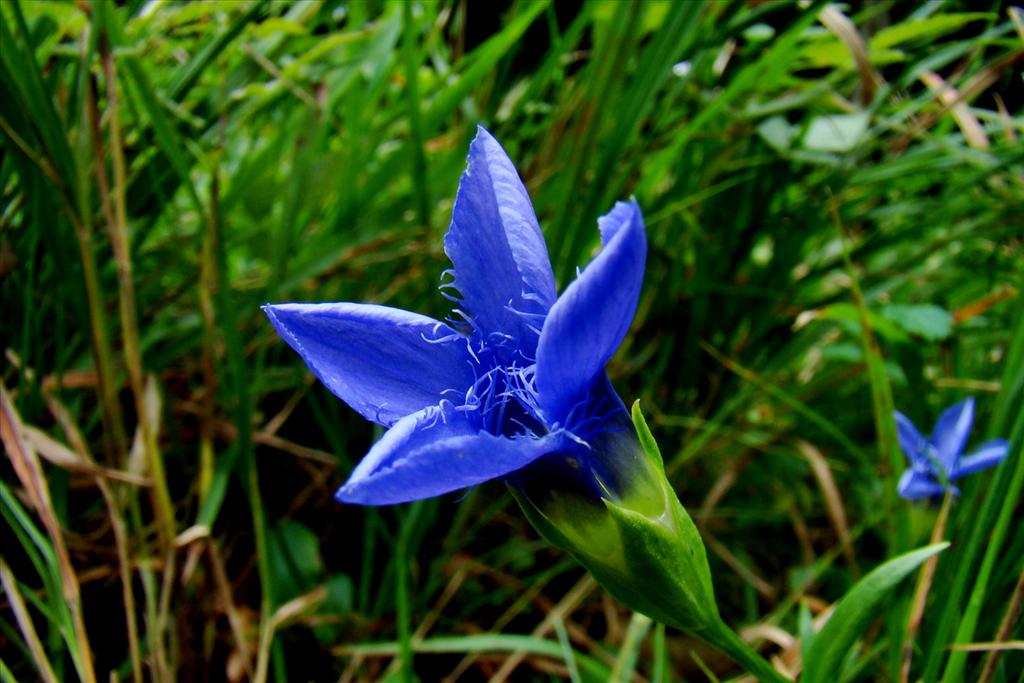 Gentianopsis ciliata (door Joop Verburg)