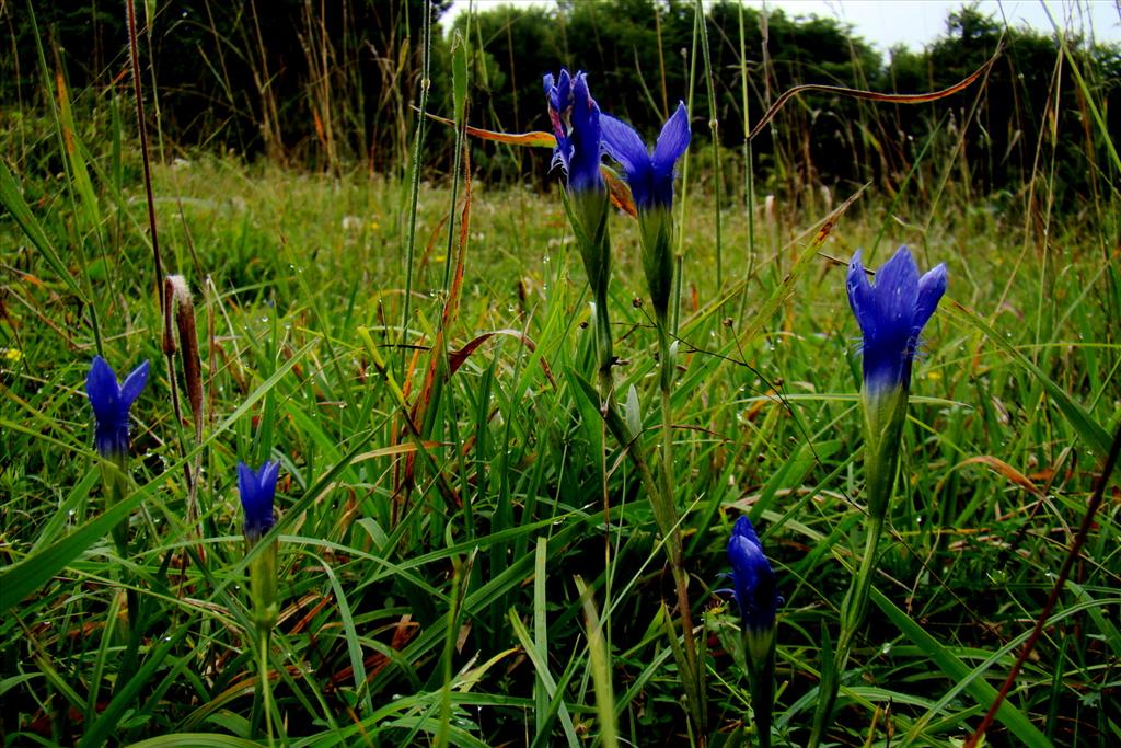 Gentianopsis ciliata (door Joop Verburg)