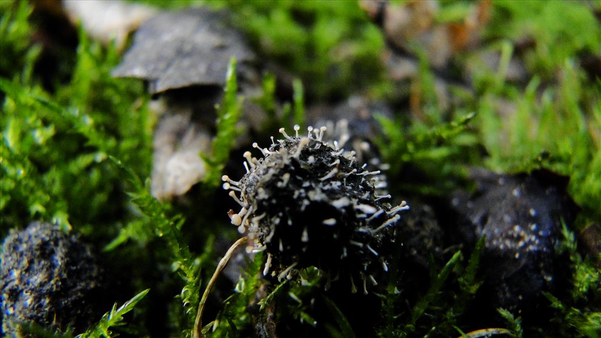 Stilbella fimetaria (door Nina Verkaik-de Haan)