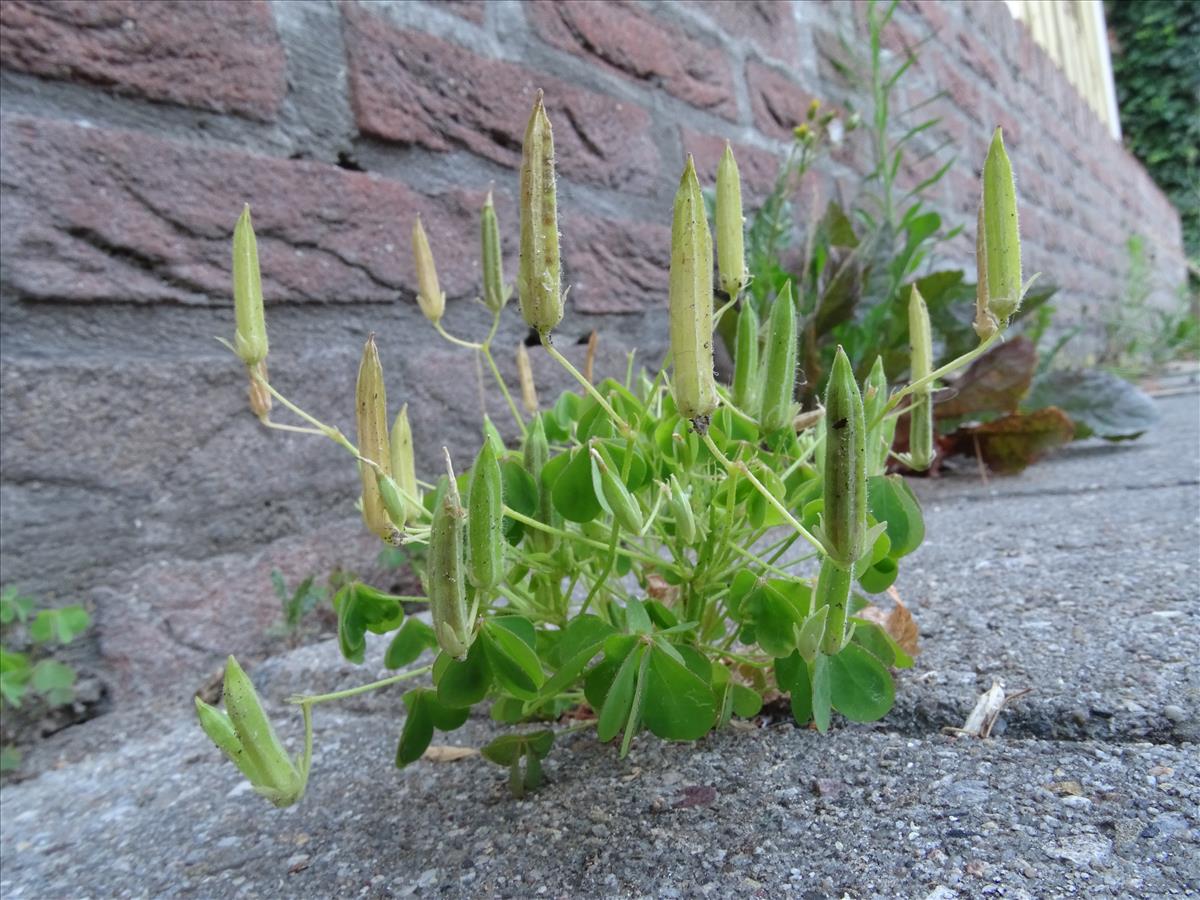 Oxalis dillenii (door Lieuwe Haanstra)