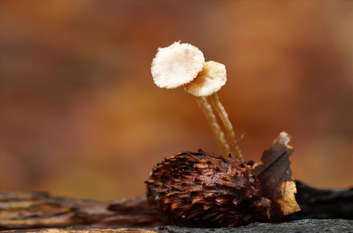 Flammulaster subincarnatus (door Jelle Bakker)