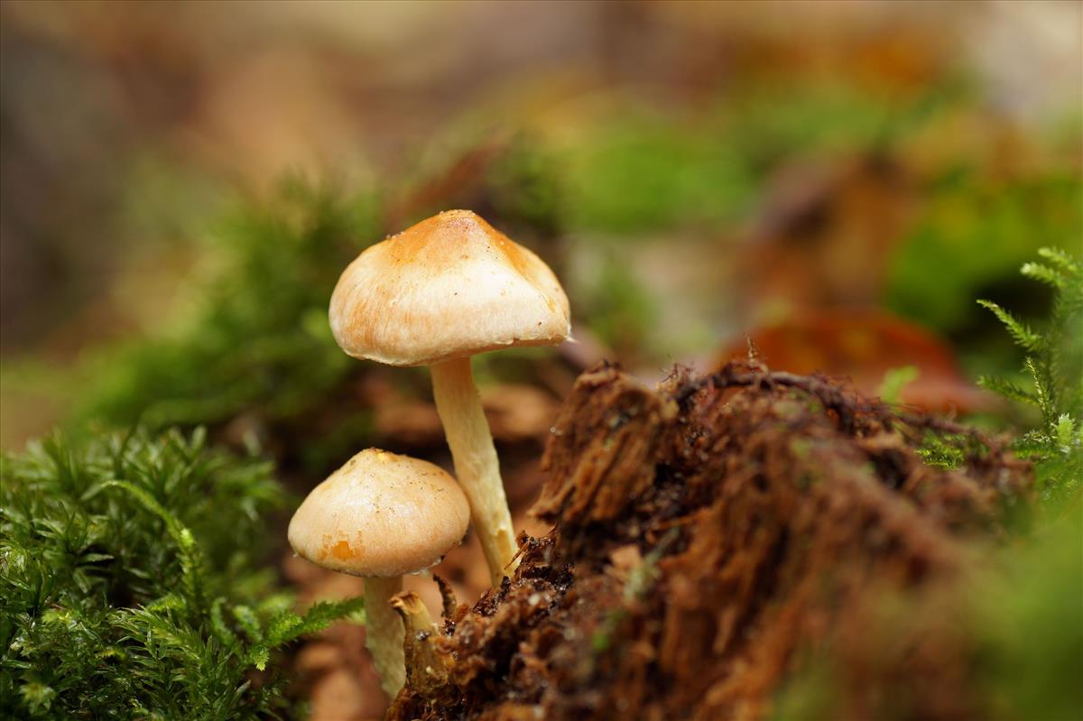 Pholiota astragalina (door Jelle Bakker)