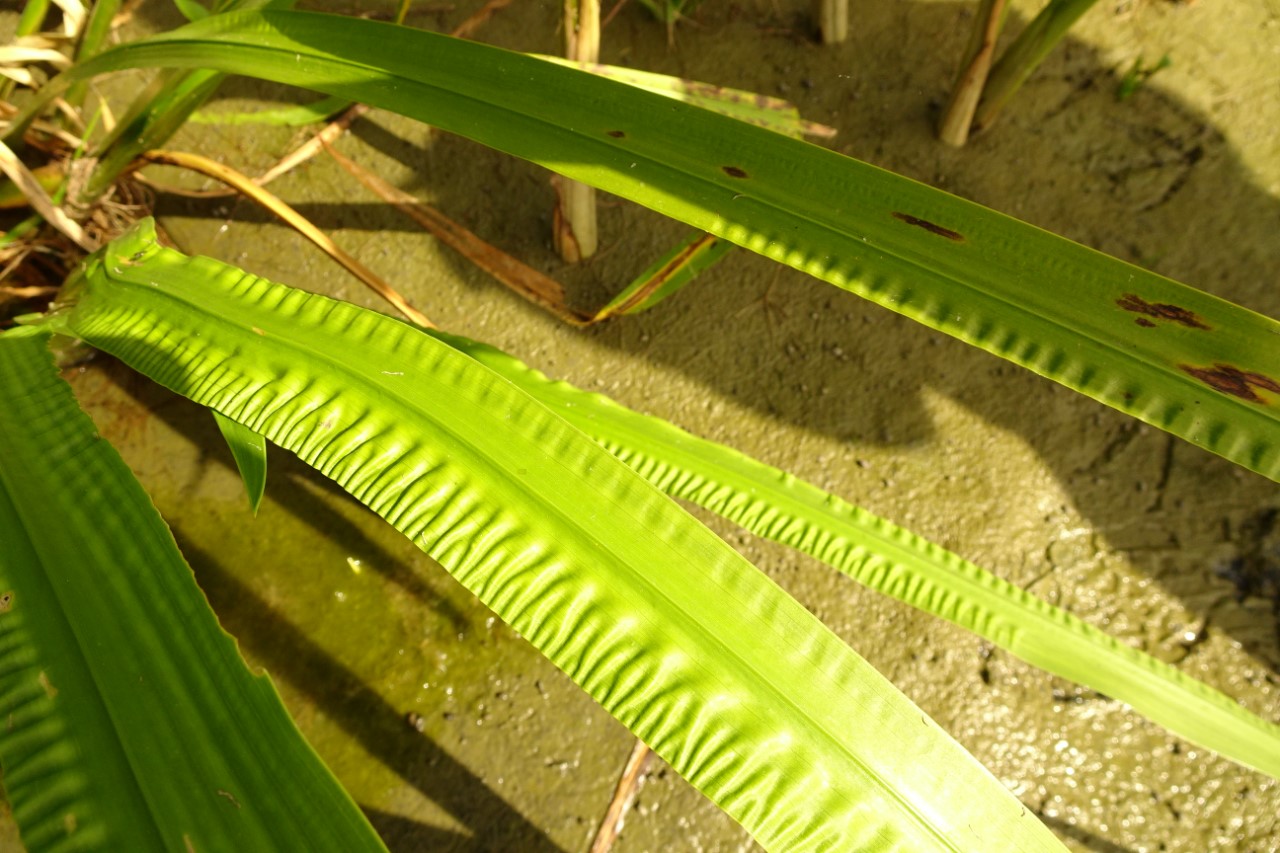 Acorus calamus (door Elza van Dorsser-Benne)