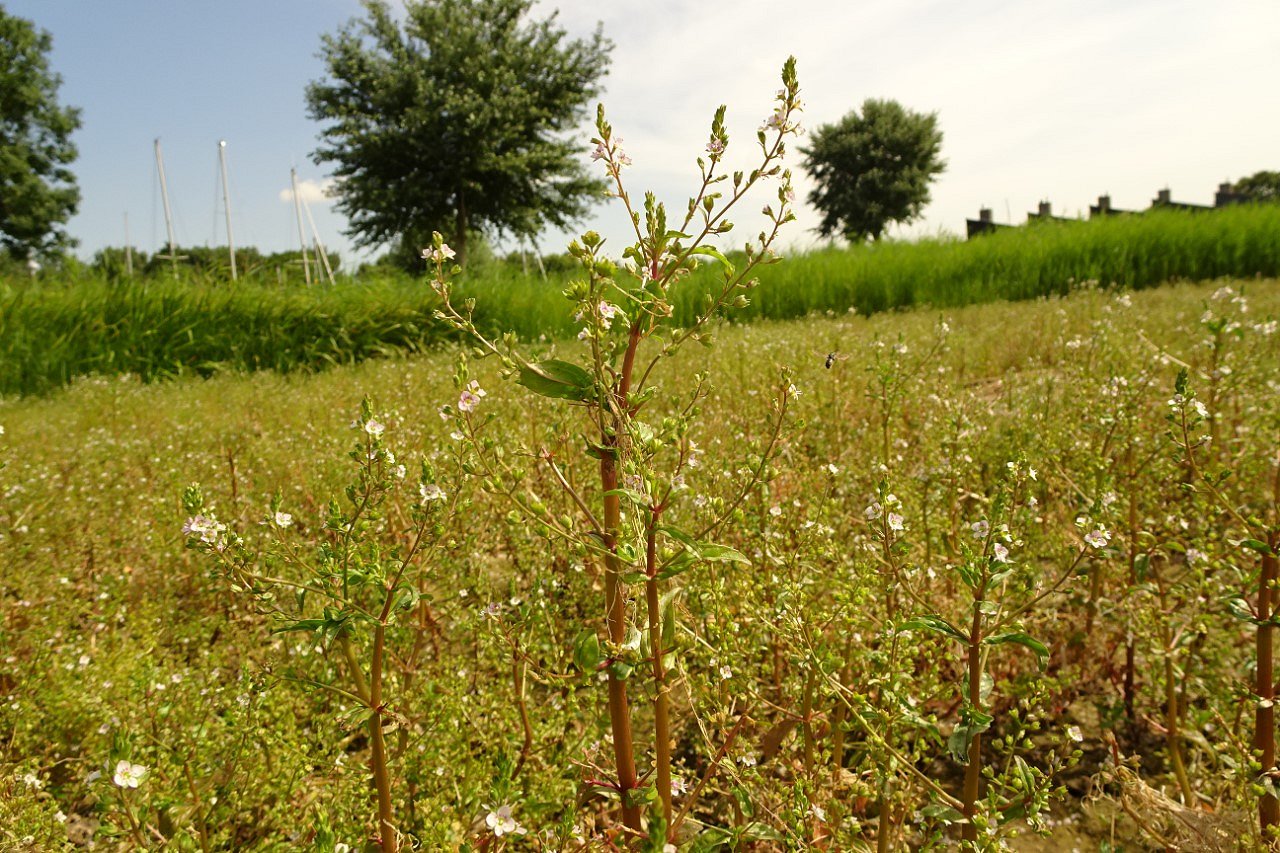 Veronica catenata (door Elza van Dorsser-Benne)