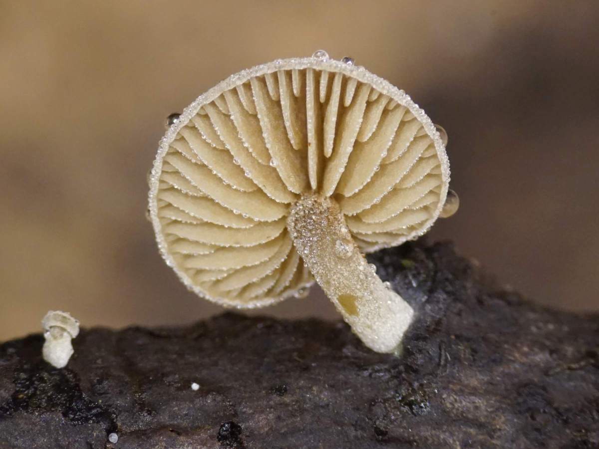 Simocybe haustellaris (door Marian Jagers)