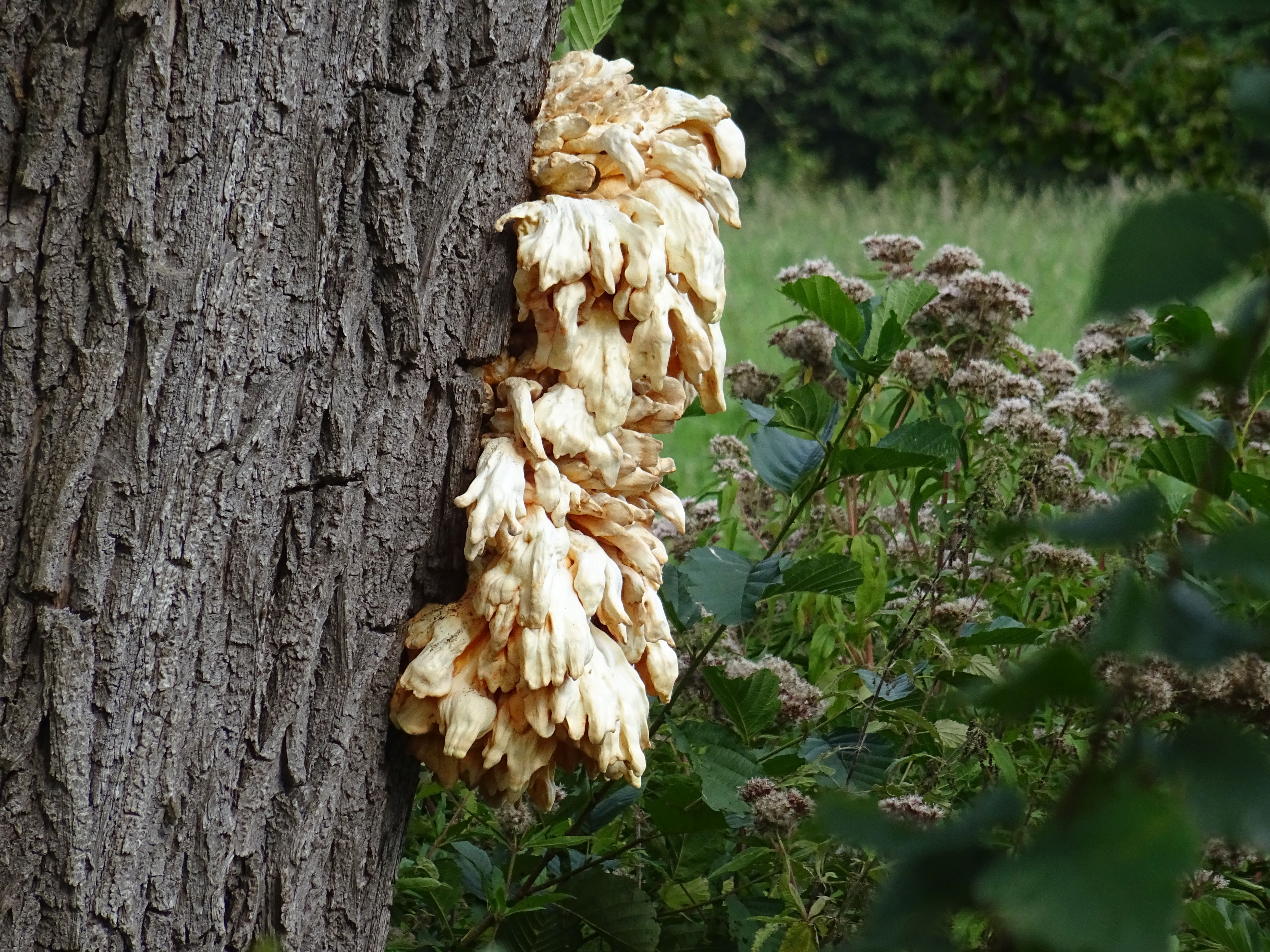 Laetiporus sulphureus (door Wim van Drongelen)