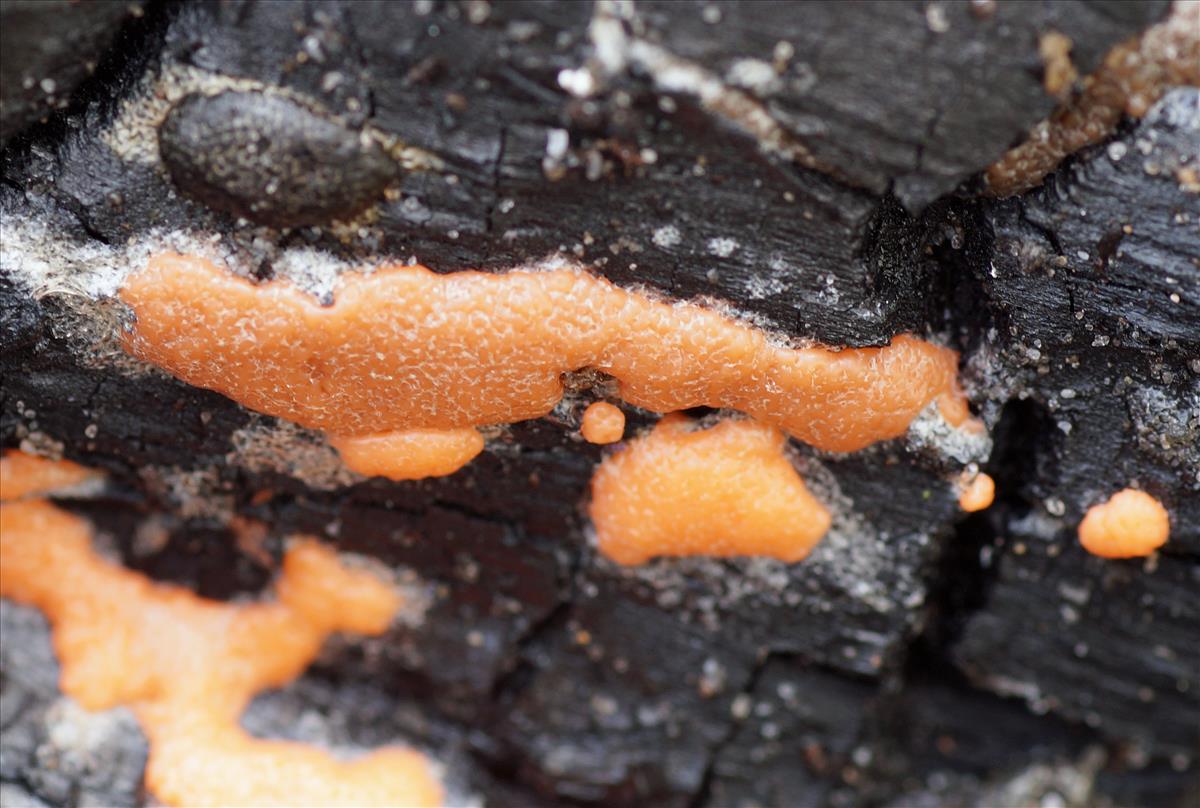 Reticularia olivacea (door Jelle Bakker)