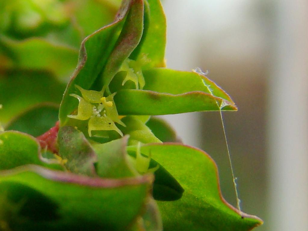 Euphorbia peplus (door Joop Verburg)