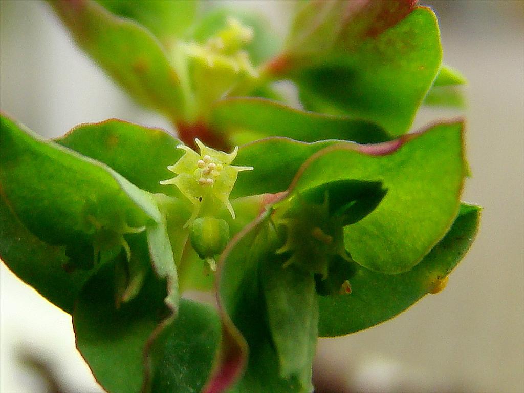 Euphorbia peplus (door Joop Verburg)