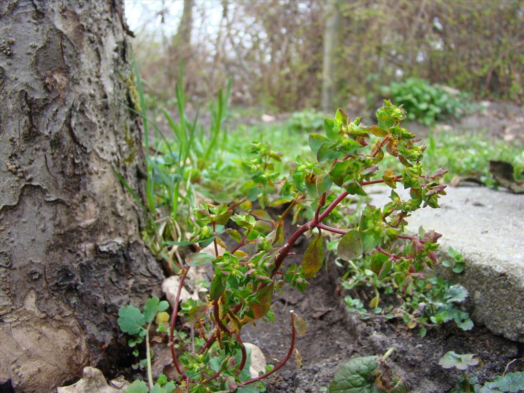 Euphorbia peplus (door Joop Verburg)