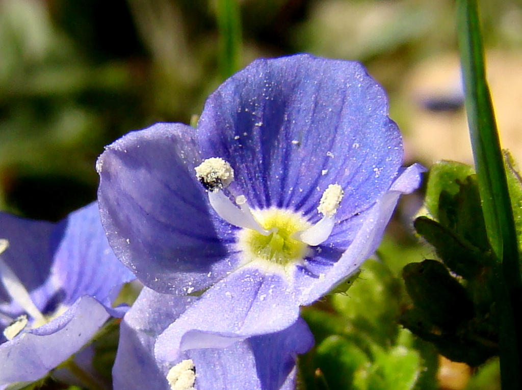 Veronica filiformis (door Joop Verburg)