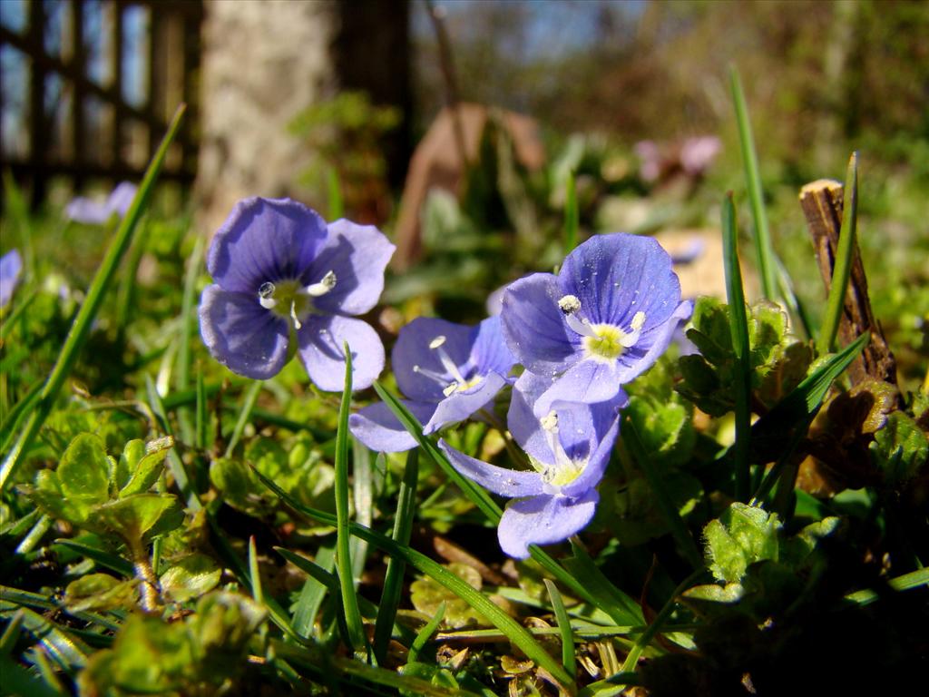 Veronica filiformis (door Joop Verburg)