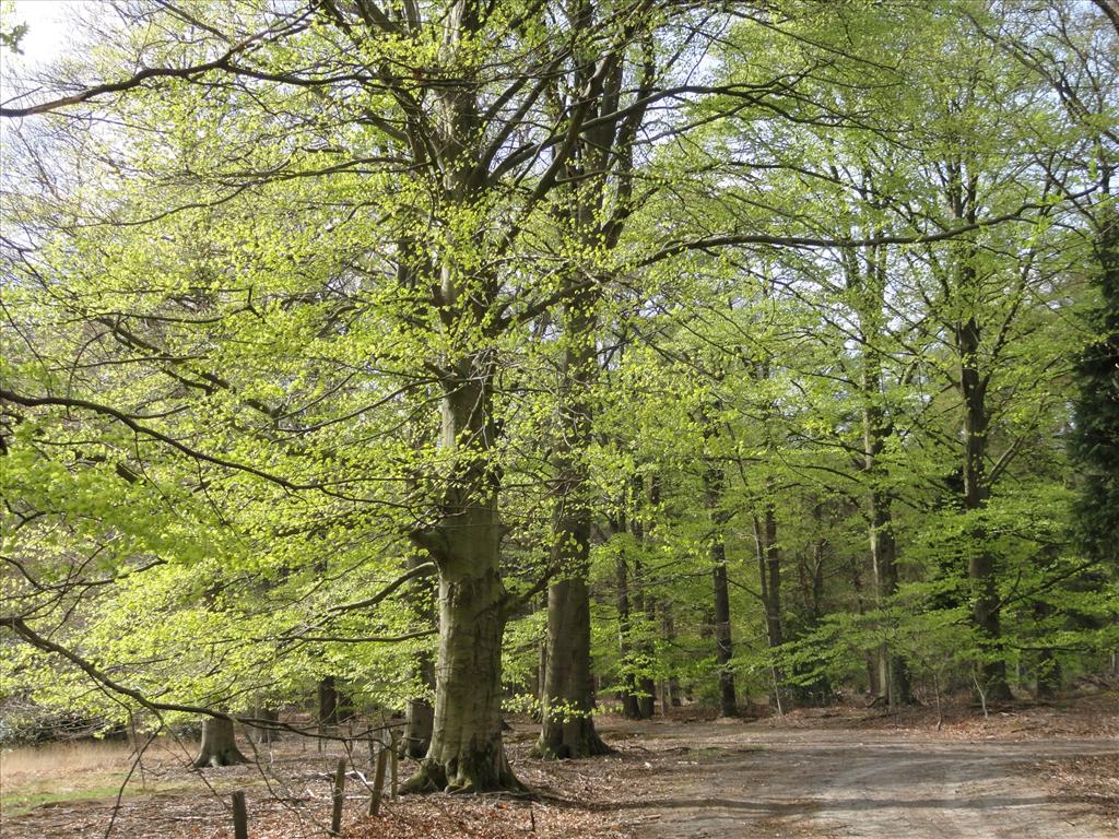 Fagus sylvatica (door wim van der neut)