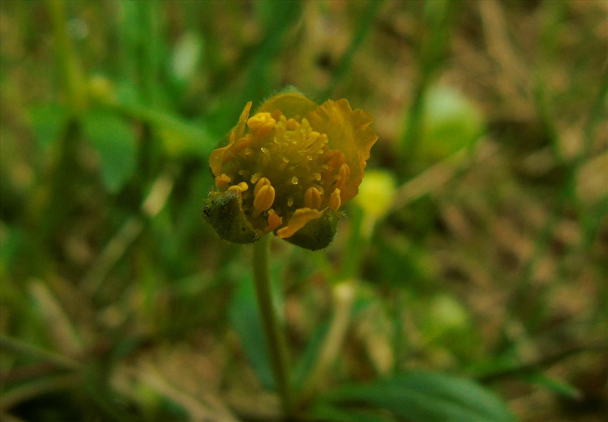 Ranunculus auricomus (door Arien Slagt)