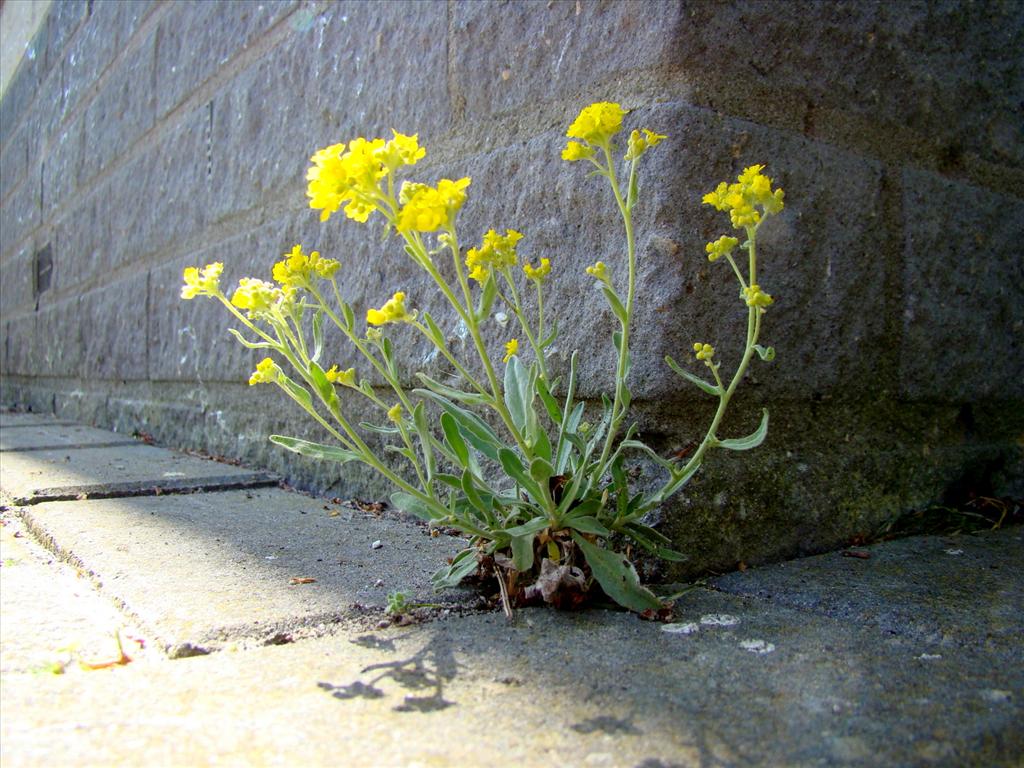 Aurinia saxatilis (door Joop Verburg)