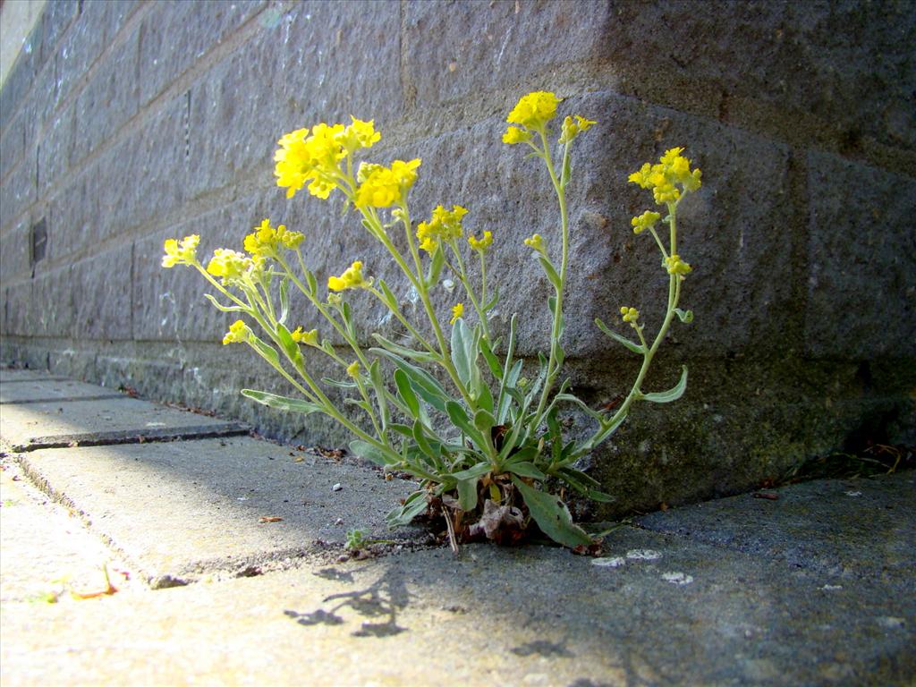 Aurinia saxatilis (door Joop Verburg)