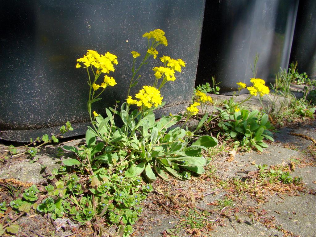 Aurinia saxatilis (door Joop Verburg)