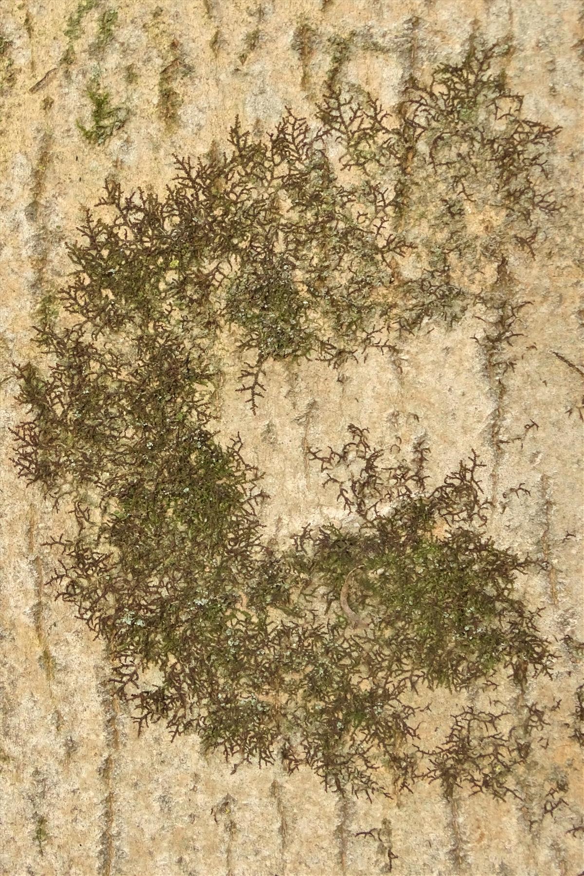 Frullania dilatata (door Jan Kersten)