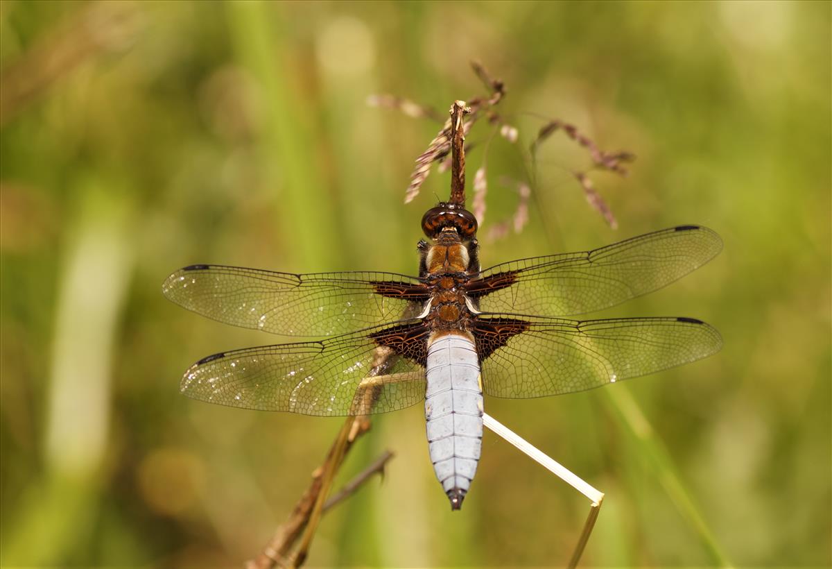 Libellula depressa (door jelle bakker)