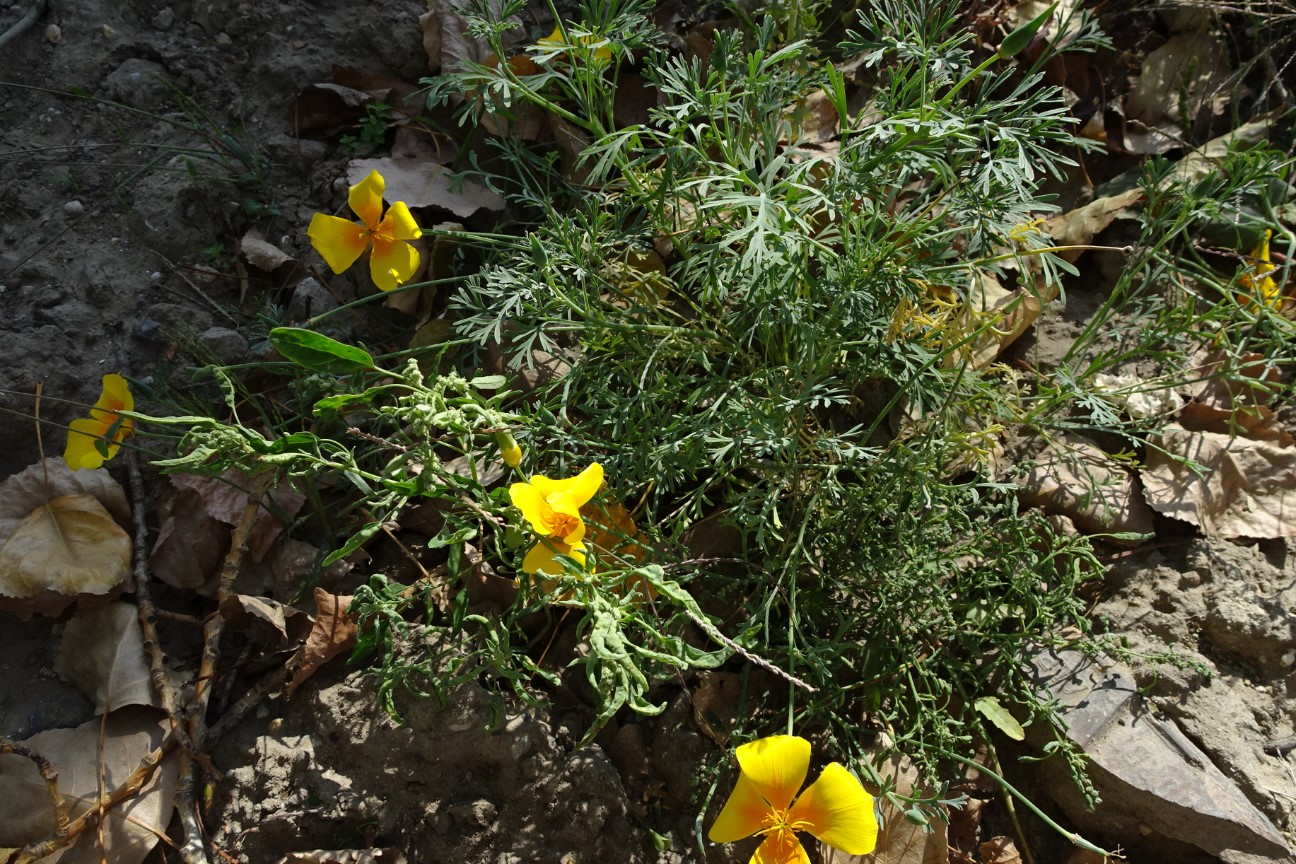 Eschscholzia californica (door Elza van Dorsser-Benne)
