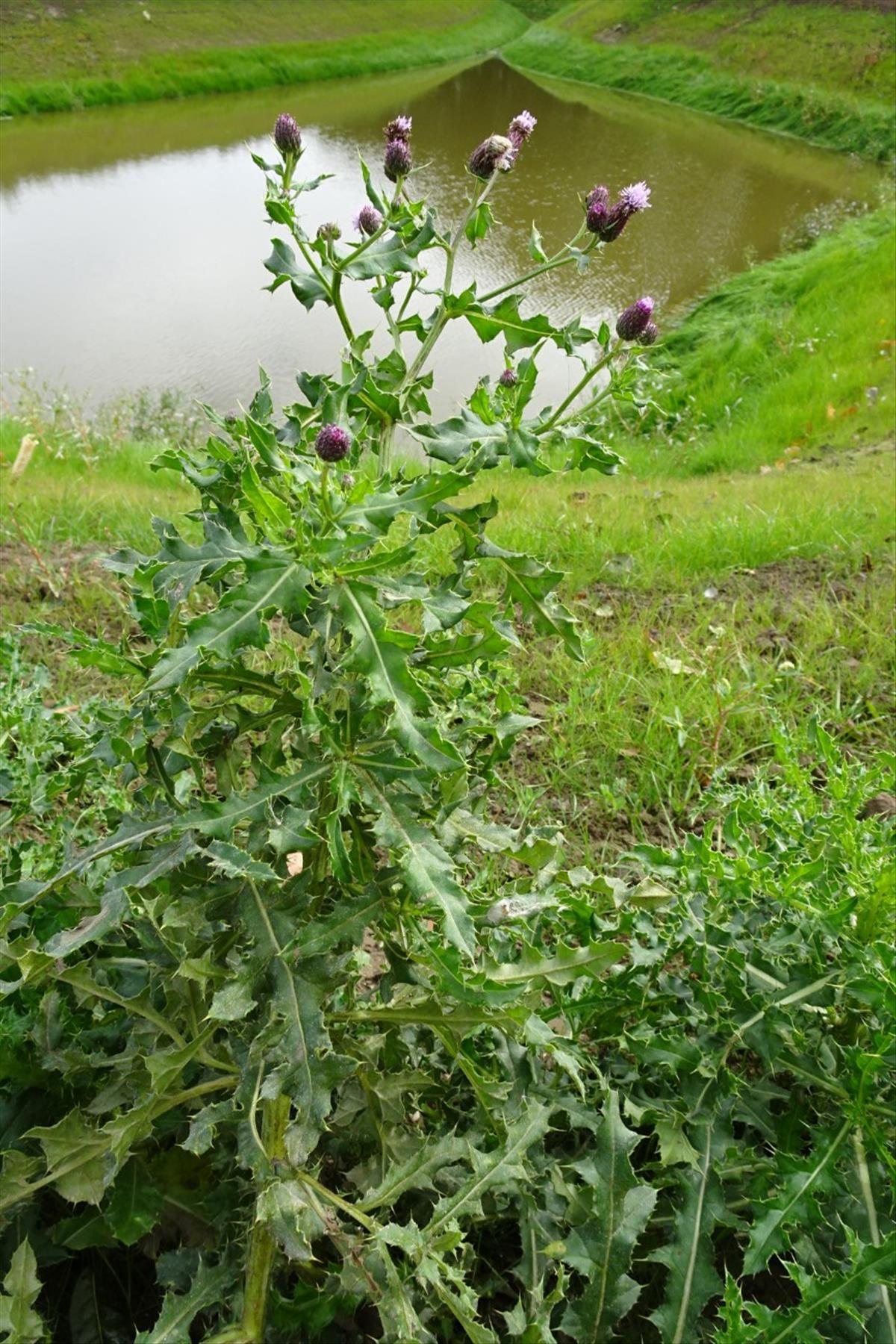 Cirsium arvense (door Elza van Dorsser-Benne)