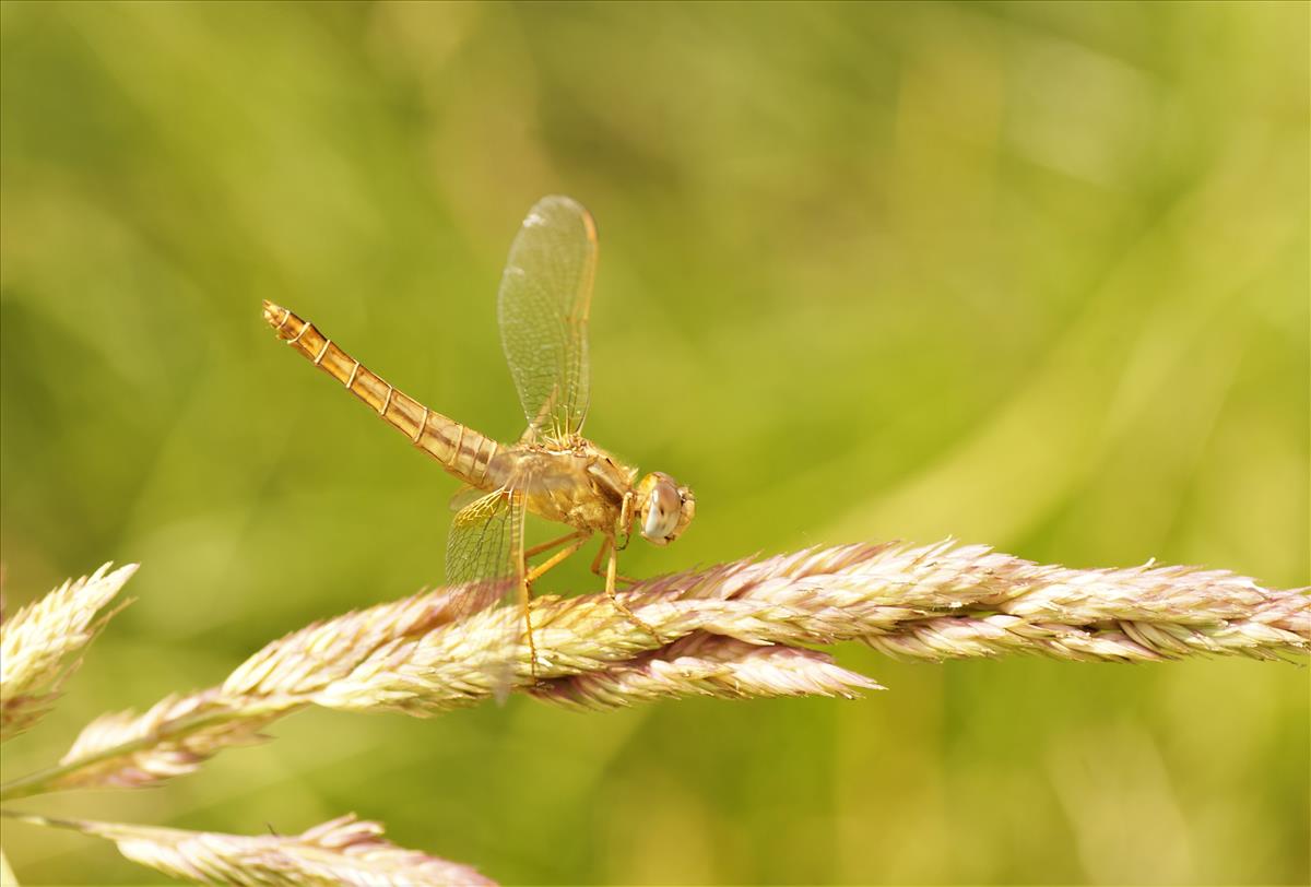 Crocothemis erythraea (door jelle bakker)