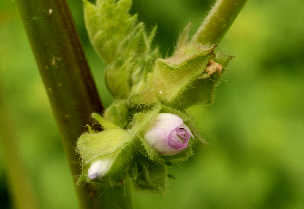 Malva verticillata (door Joke Schaminée-Sluis)