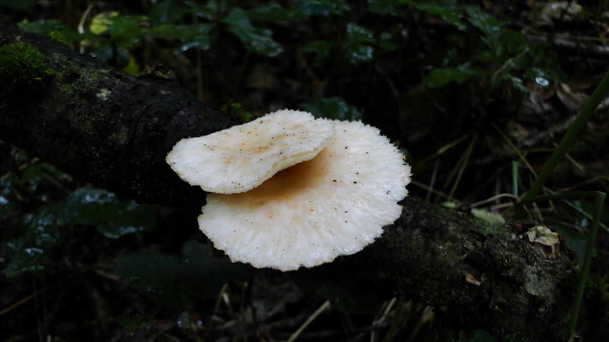 Polyporus tuberaster f. lentus (zonder sclerotium) (door N.Verkaik-de Haan)