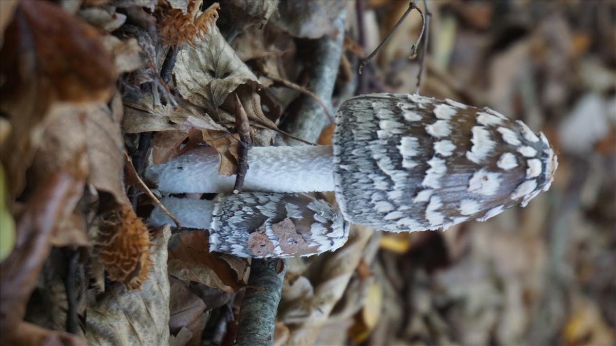 Coprinopsis picacea (door Jannie Adema)