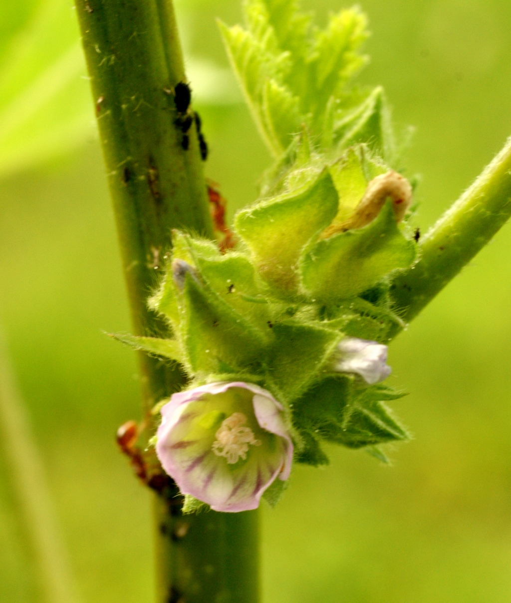 Malva verticillata (door Joke Schaminée-Sluis)