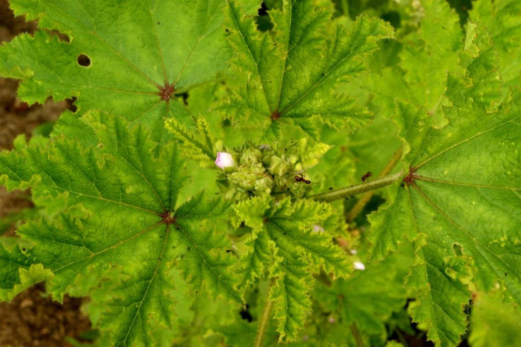 Malva verticillata (door Joke Schaminée-Sluis)