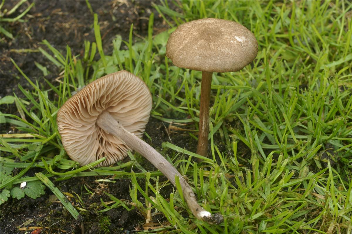 Entoloma griseocyaneum (door Henk Remijn)