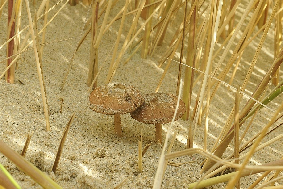 Psathyrella ammophila (door Henk Remijn)