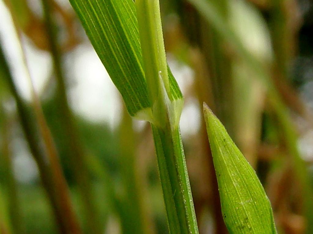 Melica uniflora (door Joop Verburg)