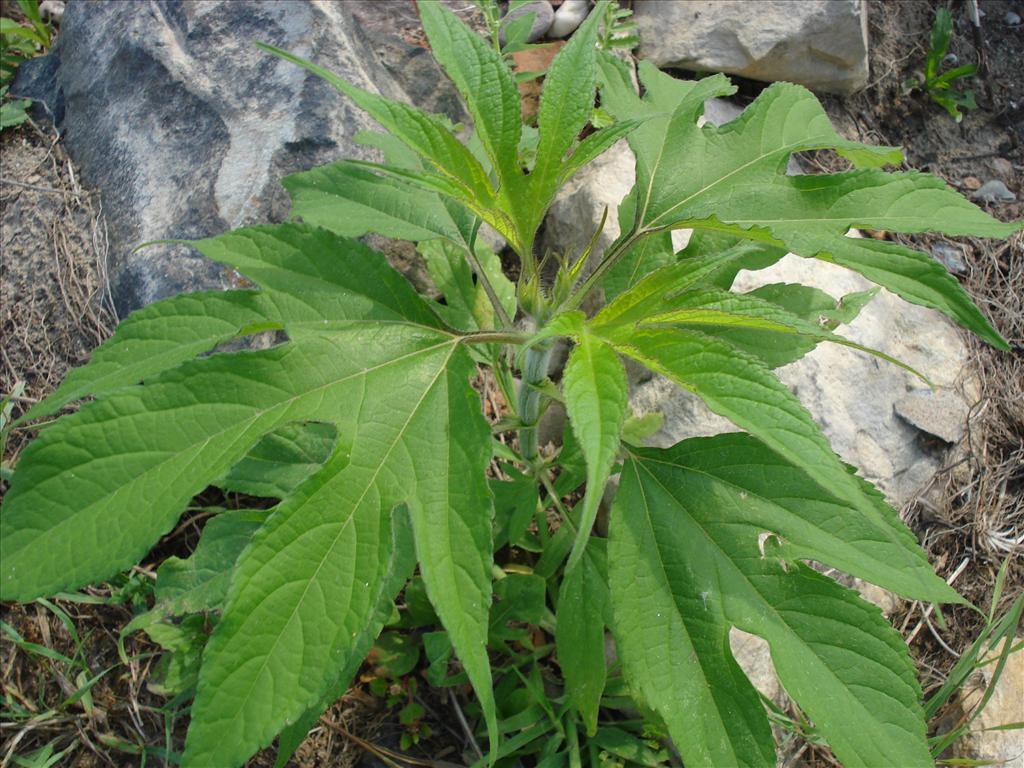 Ambrosia trifida (door Vincent de Boer)