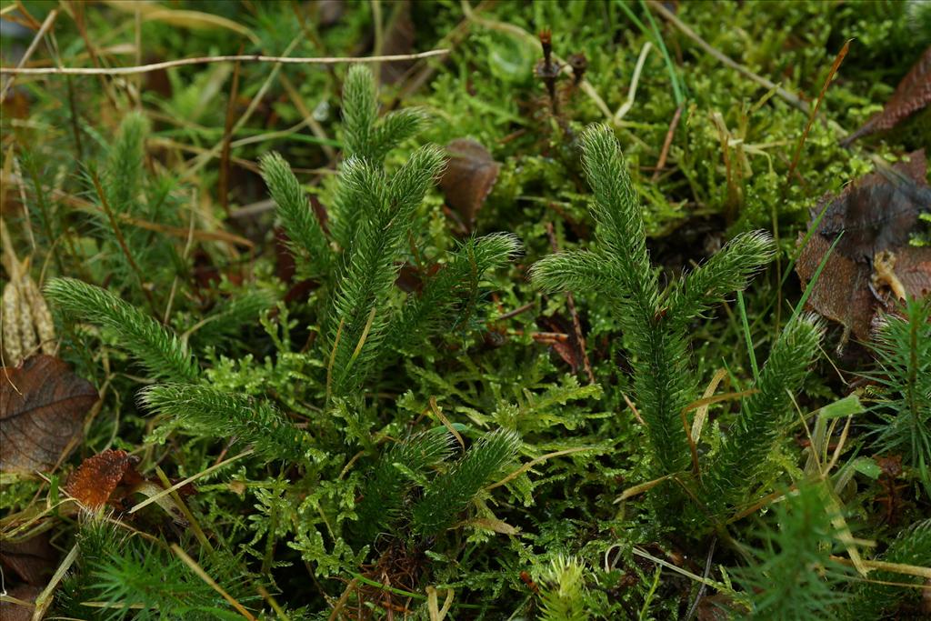 Lycopodium clavatum (door Bert Oving)