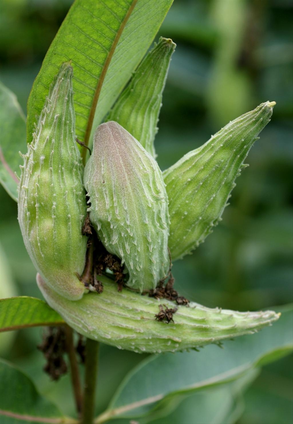 Asclepias syriaca (door Joke Schaminée-Sluis)