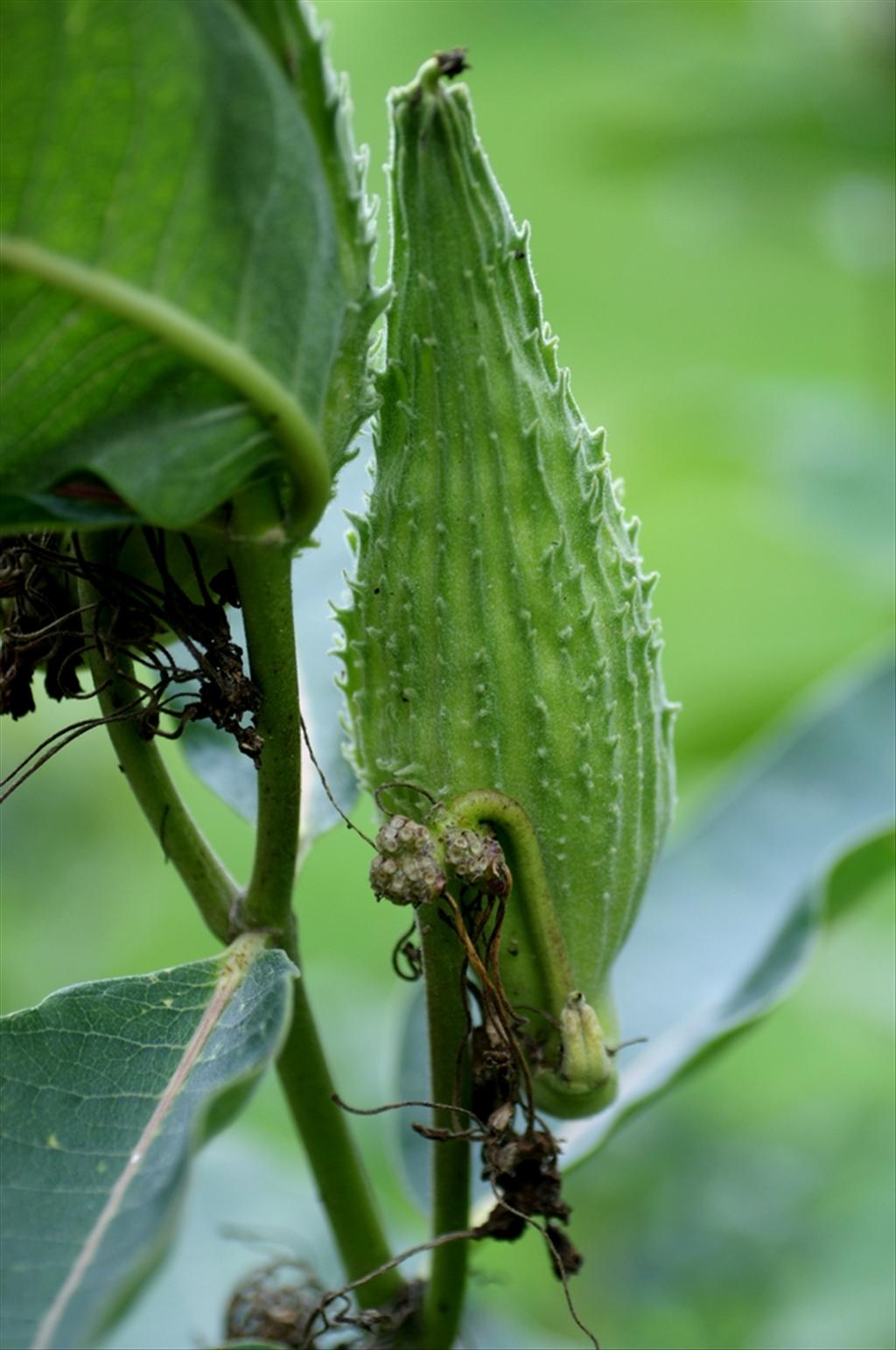 Asclepias syriaca (door Joke Schaminée-Sluis)