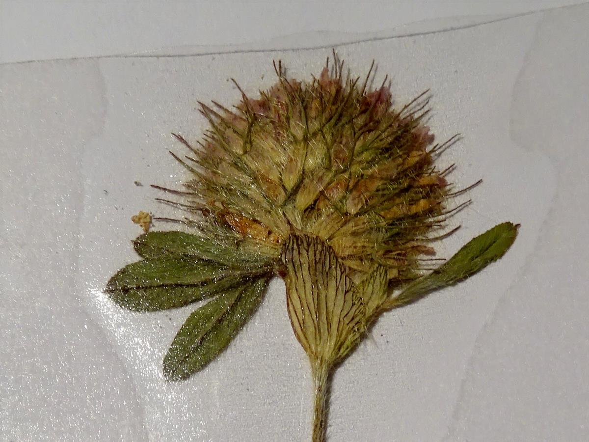 Trifolium diffusum (door Joop Verburg)