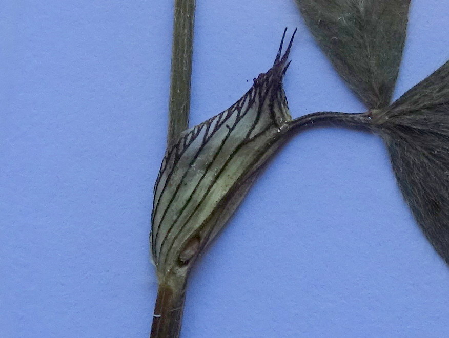 Trifolium diffusum (door Joop Verburg)