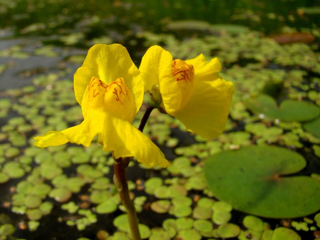 Utricularia australis (door Joop Verburg)