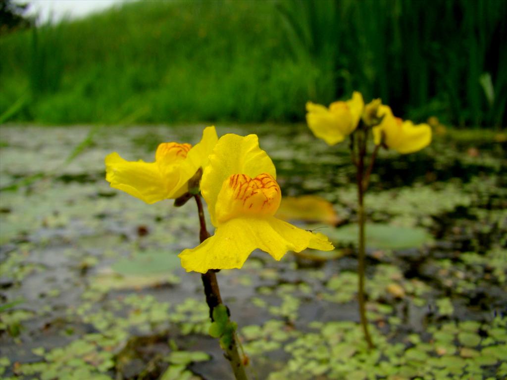 Utricularia australis (door Joop Verburg)